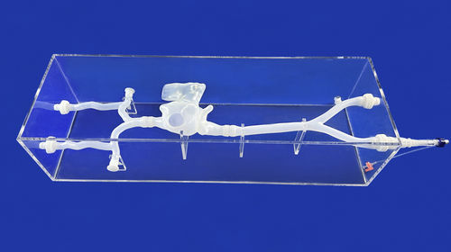 Anatomisches Modell / Vena-Cava - XXS007J - Trando 3D Medical Technology - Blutgefäße / für die Herzchirurgie / Ausbildung