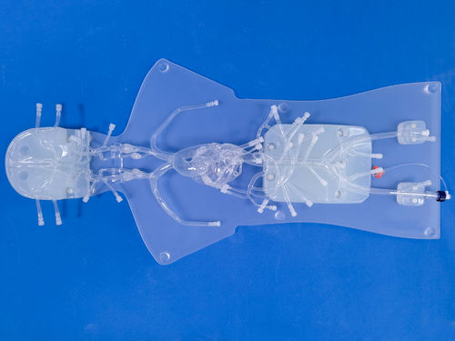 Anatomisches Modell / für Angiographie - QS002D-1 - Trando 3D Medical Technology - Arteria femoralis / vordere Hirnarterie / Koronararterien