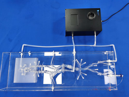 Intrakranieller Gefäßmodell - SJX006-3 - Trando 3D Medical Technology - Blutgefäße / Abdomen / für minimalinvasive Chirurgie