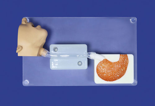 Bauch-Gefäßmodell - XI - Trando 3D Medical Technology - chirurgisch / Ausbildung / transparent