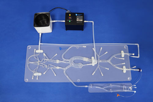 Gehirn-Gefäßmodell - SJ001D - Trando 3D Medical Technology - Nerv / Intrakranieller / Circulus arteriosus cerebri