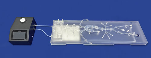 Gefäßmodell / Circulus arteriosus cerebri - SJ001D-013 - Trando 3D Medical Technology - Nerv / Intrakranieller / für Neurologie