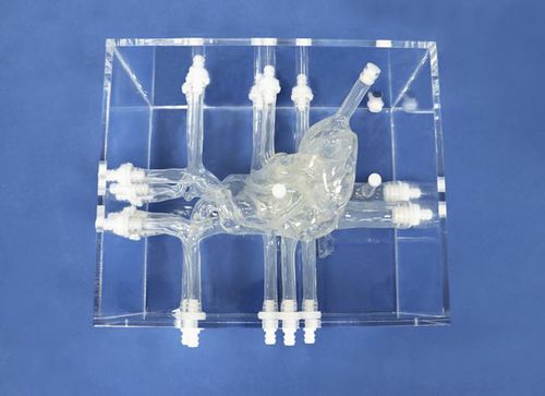 Anatomisches Herzmodell - XX009D - Trando 3D Medical Technology - Ausbildung / transparent
