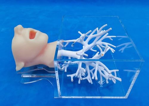 Anatomisches Modell / Kopf - Trando 3D Medical Technology