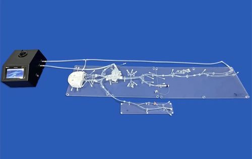 Herzgefäßmodell - FA009D - Trando 3D Medical Technology - Bauch / Arteria femoralis / Arteria carotis
