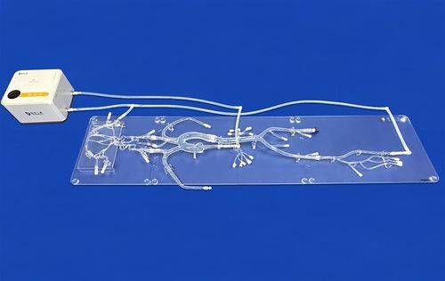 Ganzkörper-Gefäßmodell - FAX003D - Trando 3D Medical Technology - Blutgefäße / Arterie / Arterie