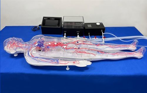 Ganzkörper-Gefäßmodell - FAX004D - Trando 3D Medical Technology - Arterie / Blutgefäße / Blutkreislaufsystem