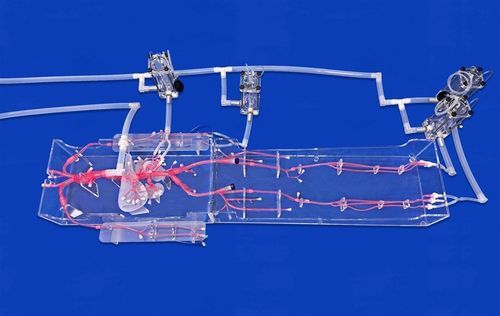 Ganzkörper-Gefäßmodell - FAX009D - Trando 3D Medical Technology - Arterie / Blutgefäße / Arterie