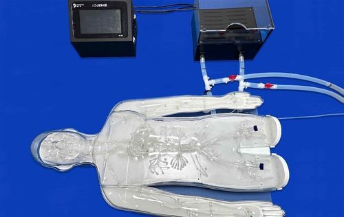 Ganzkörper-Gefäßmodell - FAX008D - Trando 3D Medical Technology - Arterie / Arterie / Blutgefäße