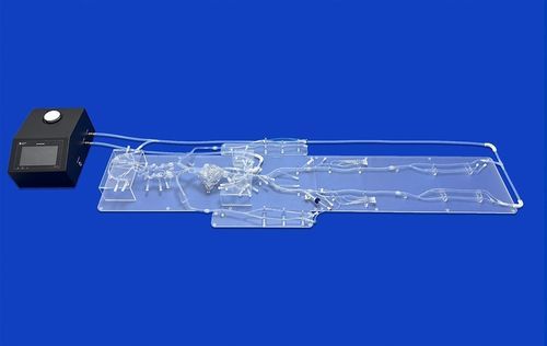 Blutgefäße-Gefäßmodell - FAX014D - Trando 3D Medical Technology - Ganzkörper / Arterie / chirurgisch