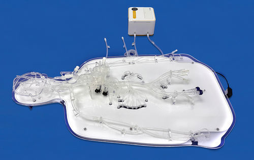 Ganzkörper-Gefäßmodell - FAX008D - Trando 3D Medical Technology - Arterie / Arterie / Blutgefäße