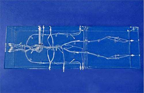 Gefäßmodell / Arteria carotis - SJX004 - Trando 3D Medical Technology - Schienbeinarterie / für Gefäßchirurgie / Ausbildung