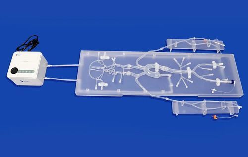 Gefäßmodell / Arteria carotis - SJ001D-011 - Trando 3D Medical Technology - Circulus arteriosus cerebri / Nerv / Intrakranieller