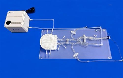 Intrakranieller Gefäßmodell - FAC011D - Trando 3D Medical Technology - Arteria femoralis / Circulus arteriosus cerebri / vordere Hirnarterie