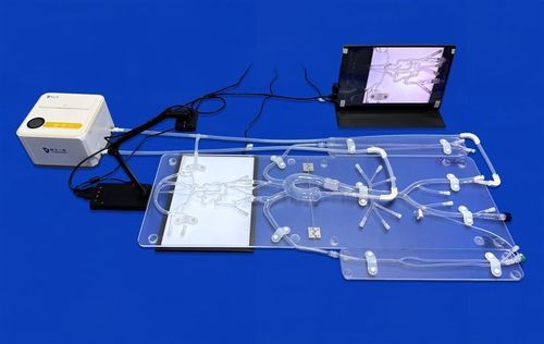 Gefäßmodell / Arteria femoralis - FAC010D - Trando 3D Medical Technology - Blutkreislaufsystem / Intrakranieller / Gehirn