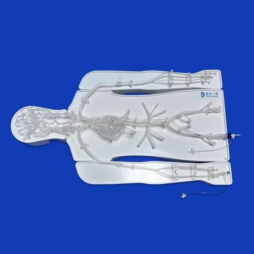 Blutgefäße-Gefäßmodell - FAC007D - Trando 3D Medical Technology - Intrakranieller / Circulus arteriosus Willisii / Thorax