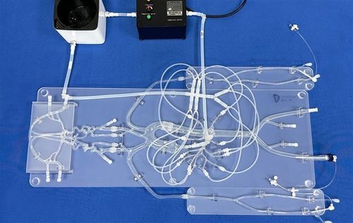 Nervensystem-Gefäßmodell - SJZ001D - Trando 3D Medical Technology - Vene / Blutgefäße / Intrakranieller