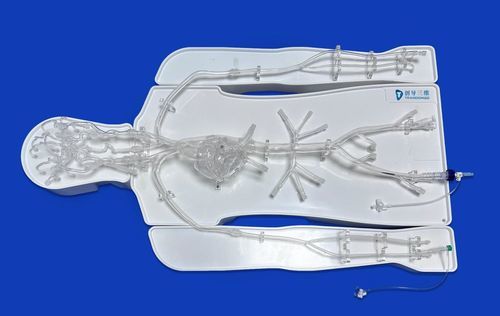 Intrakranieller Gefäßmodell - FAC007D - Trando 3D Medical Technology - Herz / Abdomen / Thorax