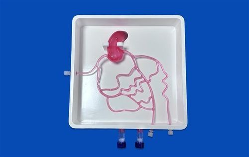 Koronararterien-Gefäßmodell - XXD005 - Trando 3D Medical Technology - Arteria femoralis / für Angiographie / für Katheterverlegung für Femur