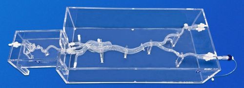 Gefäßmodell / Arteria femoralis - XXS015 - Trando 3D Medical Technology - Gehirn / Arteria carotis interna / Unterschlüsselbeinarterie