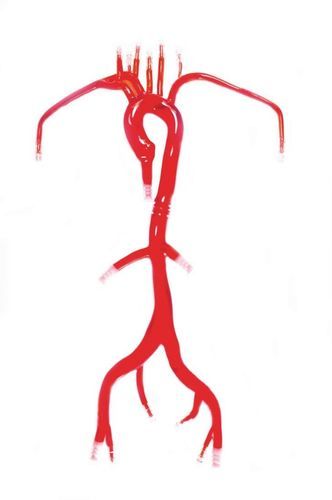 Gefäßmodell / Arteria femoralis - Trando 3D Medical Technology - rechte Arteria carotis communis / linke Arteria carotis communis / rechte Unterschlüsselbeinarterie