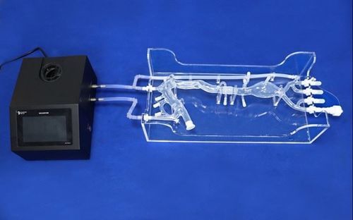 Gefäßmodell / Arteria femoralis - Trando 3D Medical Technology - Arteria carotis / Brustschlagader / Arteria iliaca
