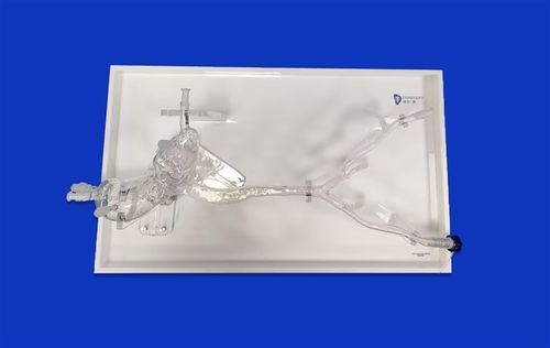 Gefäßmodell / Arteria iliaca - Aorta Model ™ - Trando 3D Medical Technology - Arteria femoralis / Herz / Aorta abdominalis