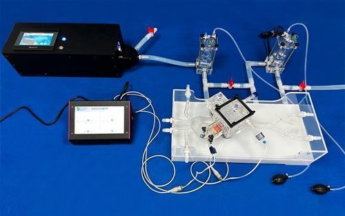 Herzgefäßmodell - XXK005D - Trando 3D Medical Technology - Aortenklappen / Arteria femoralis / Blutgefäße