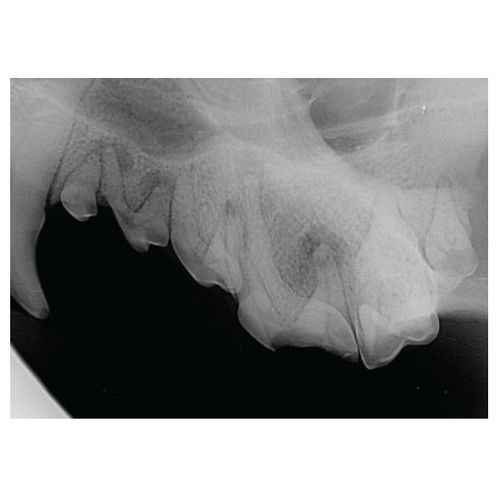 Intraorales Röntgensystem für die Veterinärmedizin - SignalSMILE® - SignalPET - digital