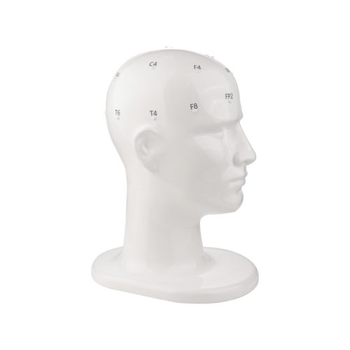 Anatomisches Modell / Kopf - TC7410 series - Tenocom - für Neurologie / für die Ausbildung / EEG