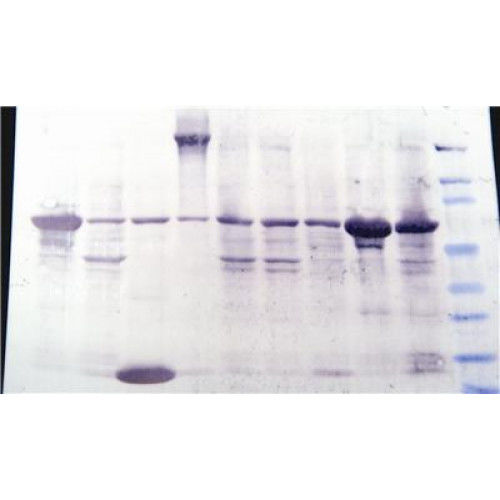 Farbstoff Reagenzkit - 786-34 - G-BIOSCIENCES - für wissenschaftliche Forschung / Protein