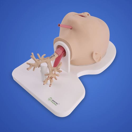 Anatomisches Lungenmodell - PLHX1005 - Shanghai Preclinic Medtech - Bronchial / chirurgisch / Ausbildung