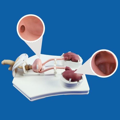 Simulator für urologische Behandlungen - PLMN1001 - Shanghai Preclinic Medtech - für Uteroskopie / männlich / Arbeitsstation