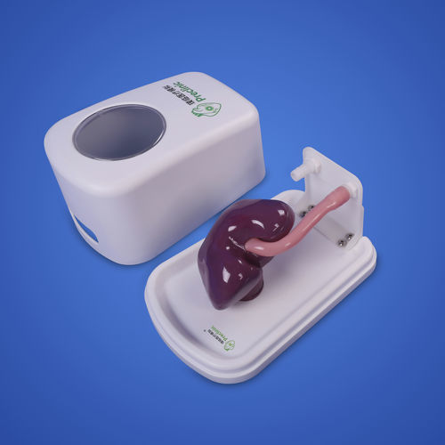 Anatomisches Modell / Niere - Shanghai Preclinic Medtech - Hoden / Penis / für urologische Behandlungen