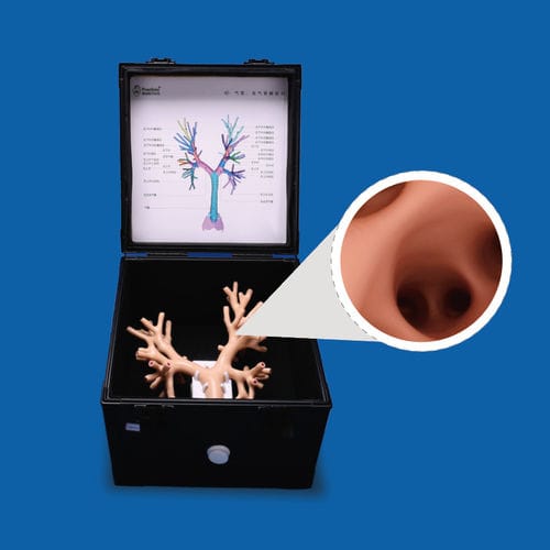 Anatomisches Lungenmodell - PLHX1001 - Shanghai Preclinic Medtech - Bronchie / Luftröhre / Chirurgie
