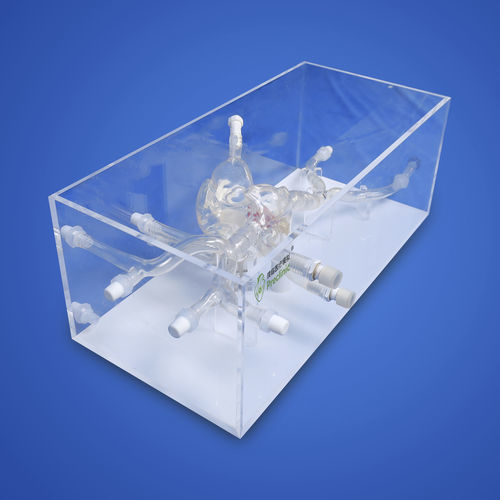 Herzgefäßmodell - PLXG1016A - Shanghai Preclinic Medtech - Arterie / Vene / Mitralklappen