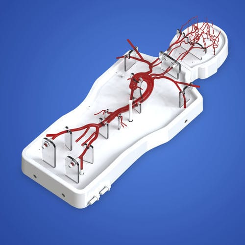 Gehirn-Gefäßmodell - PLSJXG001B - Shanghai Preclinic Medtech - Nerv / Arterie / für Neurochirurgie