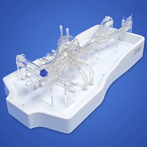 Herzgefäßmodell - PLXZXG004A - Shanghai Preclinic Medtech - Arterie / Vene / Arteria carotis