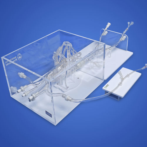 Herzgefäßmodell - PLXZXG003 C - Shanghai Preclinic Medtech - Bauch / Thorax / obere Extremitäten