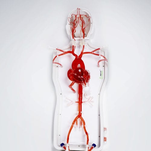 Bauch-Gefäßmodell - PLXZXG003 A - Shanghai Preclinic Medtech - Thorax / obere Extremitäten / Arteria femoralis