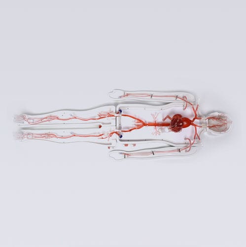 Herzgefäßmodell - Shanghai Preclinic Medtech - Ganzkörper / Blutkreislaufsystem / Arterie