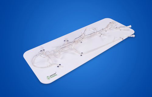 Niere-Gefäßmodell - PLXG1002 - Shanghai Preclinic Medtech - Intrakranieller / Nebenhöhle / Wirblesäule