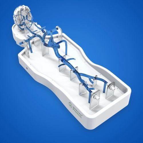 Blutgefäße-Gefäßmodell - PLSJXG002 - Shanghai Preclinic Medtech - Gehirn / Gehirn / Femoralvene
