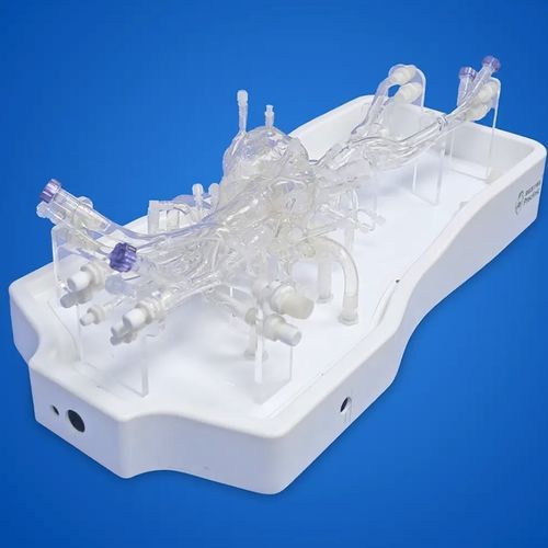 Anatomisches Modell / Pulmonalklappe - PLXZXG004B - Shanghai Preclinic Medtech - Lungenarterie / Vena-Cava / Trikuspidalklappe