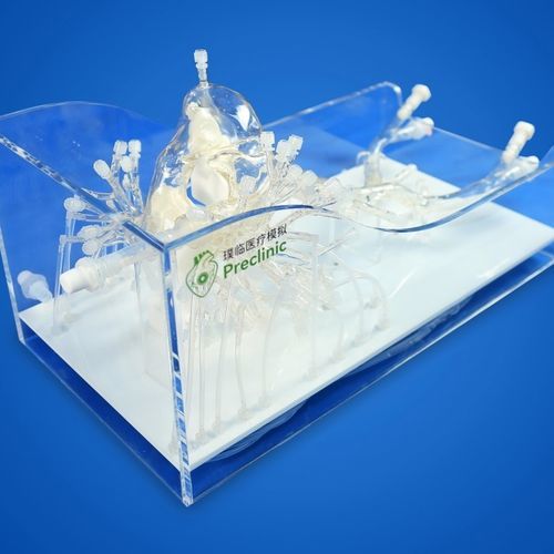 Intrakranieller Gefäßmodell - PLXZXG006  - Shanghai Preclinic Medtech - Arterie / Vena-Cava / Lungenarterie