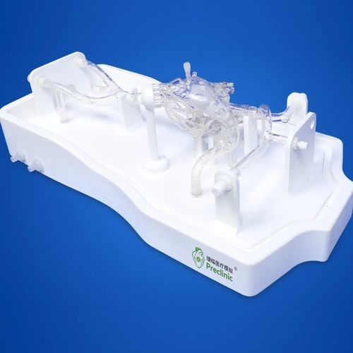 Anatomisches Muskelmodell - PLXG1016B - Shanghai Preclinic Medtech - Herz / Mitralklappen / Vena-Cava