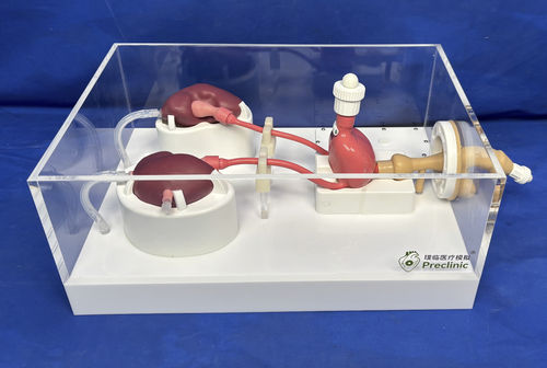 Anatomisches Modell / Blase - Shanghai Preclinic Medtech - Chirurgie / Ausbildung
