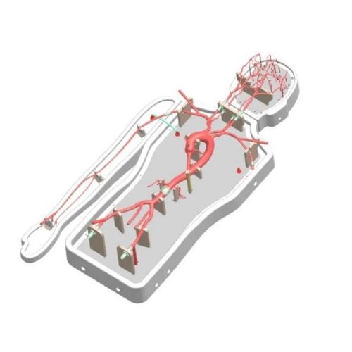 Intrakranieller Gefäßmodell - PLSJXG001B - Shanghai Preclinic Medtech - Hirnarterien / vordere Hirnarterie / Arteria iliaca