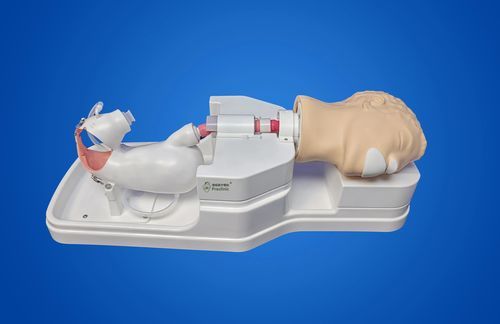 Simulator für Magenspiegelung - LCWNJ004 - Shanghai Preclinic Medtech - für Endoskopie / zum Sezieren / für endoskopisches training