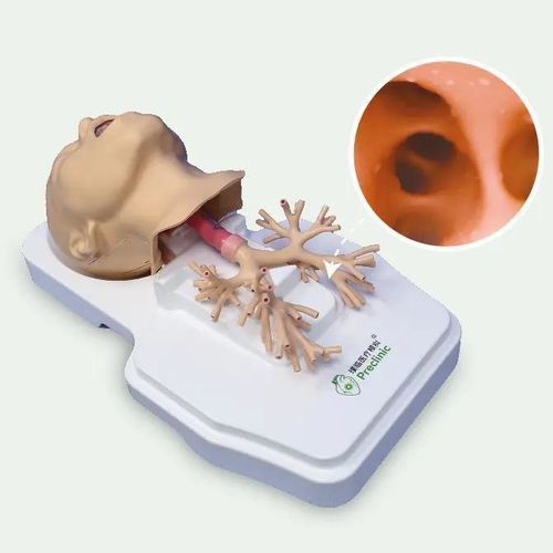 Bronchie anatomisches Modell - PLHX1002 - Shanghai Preclinic Medtech - Luftröhre / Atemwege / Atemwege